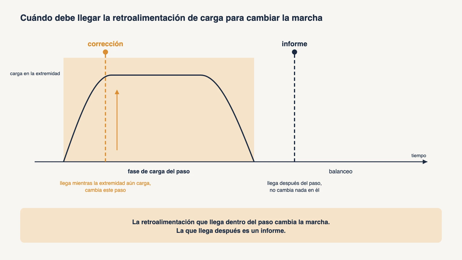 Diagrama de tiempo de un paso que muestra la curva de carga sobre la extremidad durante la fase de carga, con una marca de corrección dentro de la fase de carga y una marca de informe después del paso